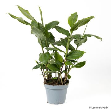 Elettaria cardamomum
