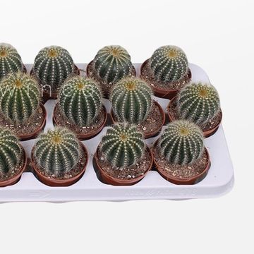 Notocactus magnificus