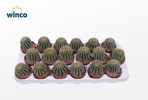 Notocactus magnificus