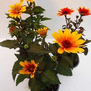 Heliopsis helianthoides 'Punto Rosso'