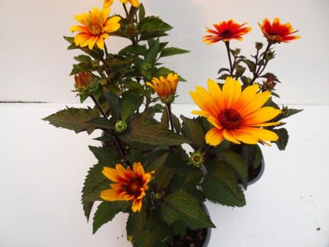 Heliopsis helianthoides 'Punto Rosso'