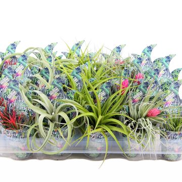 Tillandsia MIX