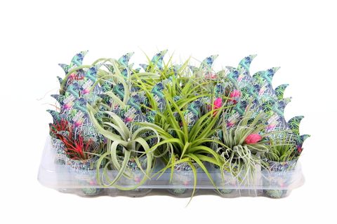 Tillandsia MIX