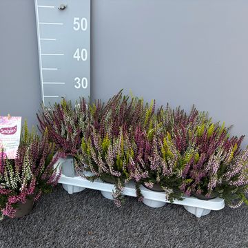 Calluna vulgaris GARDEN GIRLS MIX IN POT