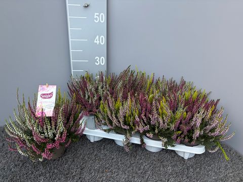 Calluna vulgaris GARDEN GIRLS MIX IN POT