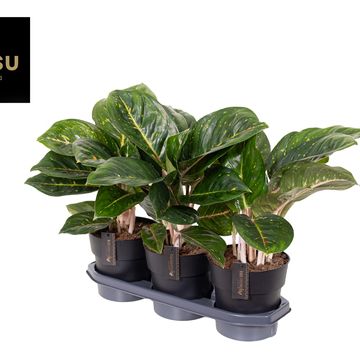 Aglaonema 'Spring Red Green'