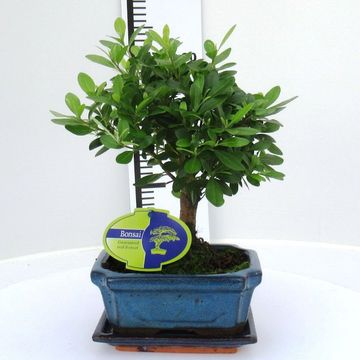 Rhododendron indicum