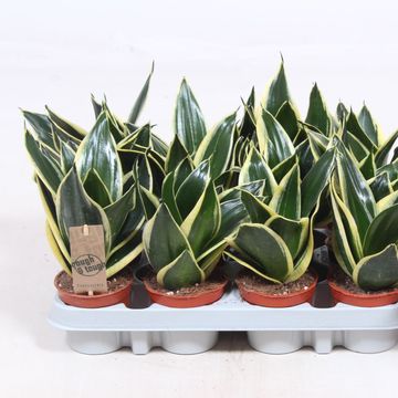 Sansevieria 'Golden Hahnii Black'