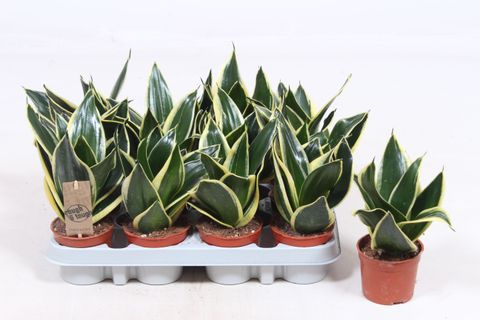 Sansevieria 'Golden Hahnii Black'
