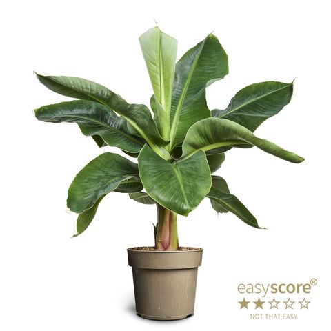 Musa 'Oriental Dwarf'