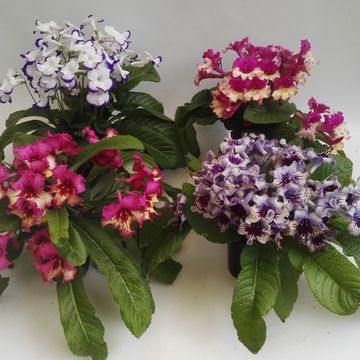 Streptocarpus MIX