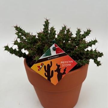 Euphorbia lenewtonii