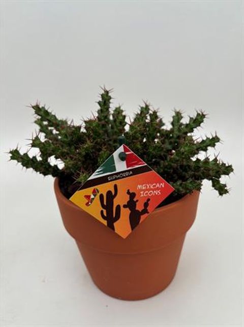 Euphorbia lenewtonii