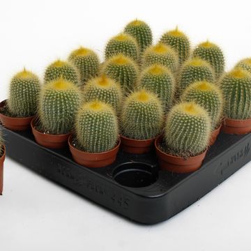 Eriocactus leninghausii