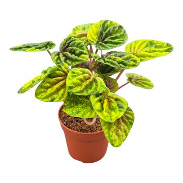 Peperomia 'Candora Monet'
