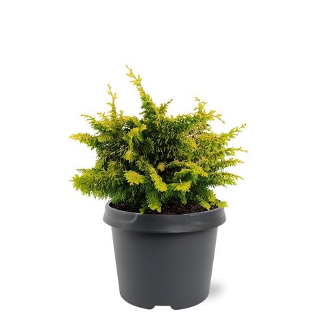 Chamaecyparis obtusa 'Fernspray Gold' — Plant Wholesale FlorAccess