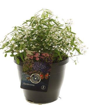 Euphorbia hypericifolia EUPHORIA WHITE
