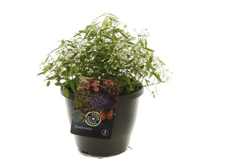 Euphorbia hypericifolia EUPHORIA WHITE