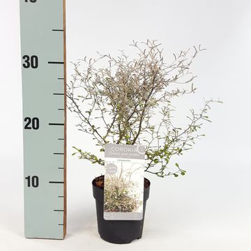 Corokia 'Maori Silver'