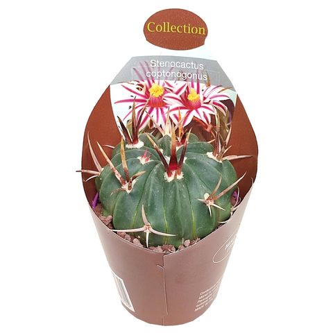 Stenocactus coptonogonus