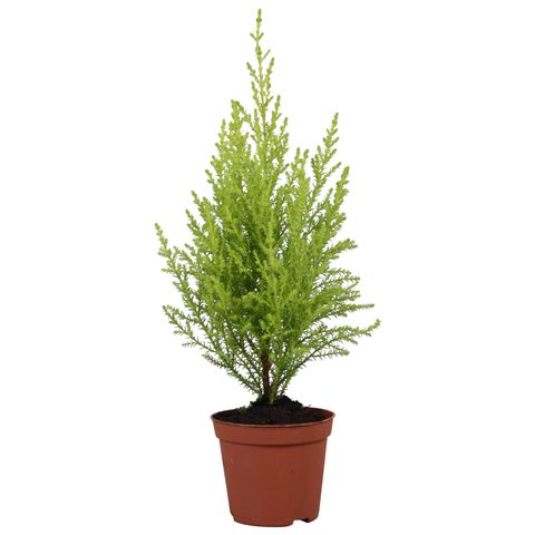 Cupressus macrocarpa 'ГолдКрест Вилма'