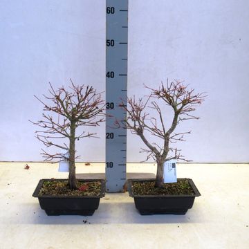 Acer palmatum 'Katsura'