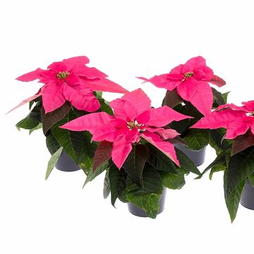 Euphorbia pulcherrima PRINCETTIA DARK PINK