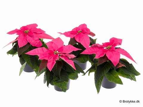 Euphorbia pulcherrima PRINCETTIA DARK PINK