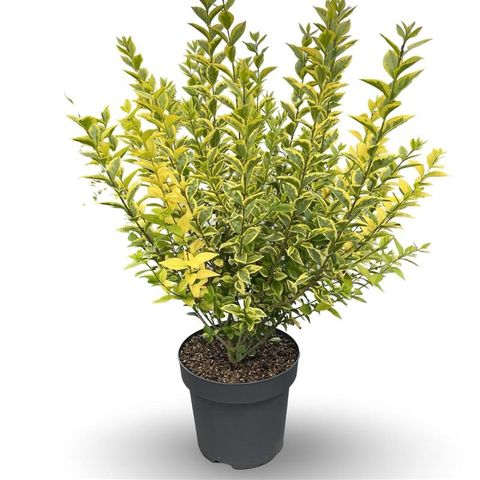 Ligustrum ovalifolium 'Aureum'
