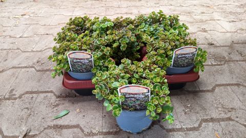 Sedum tetractinum 'Coral Reef'