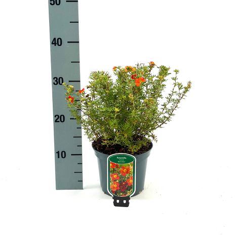 Potentilla fruticosa 'Red Joker'