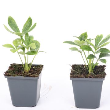 Helleborus orientalis