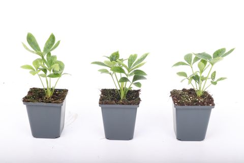 Гелеборус orientalis