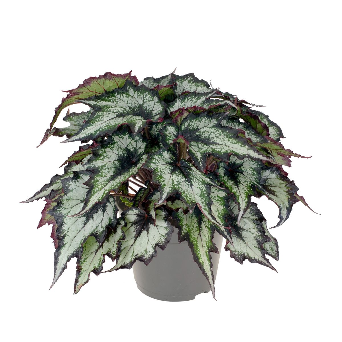 Begonia BELEAF GREEN VALLEY — Plant Wholesale FlorAccess