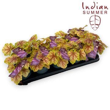 Heuchera INDIAN SUMMER GREEN