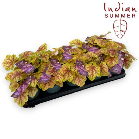 Heuchera INDIAN SUMMER GREEN