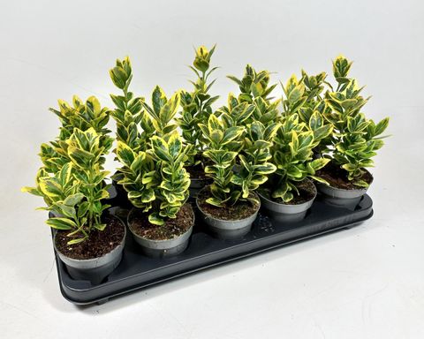 Euonymus japonicus MARIEKE