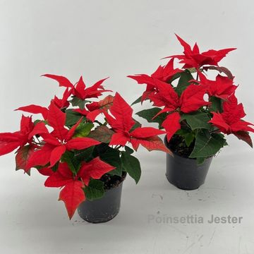 Euphorbia pulcherrima JESTER RED