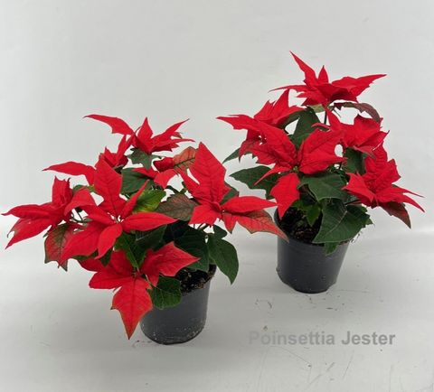 Euphorbia pulcherrima JESTER RED