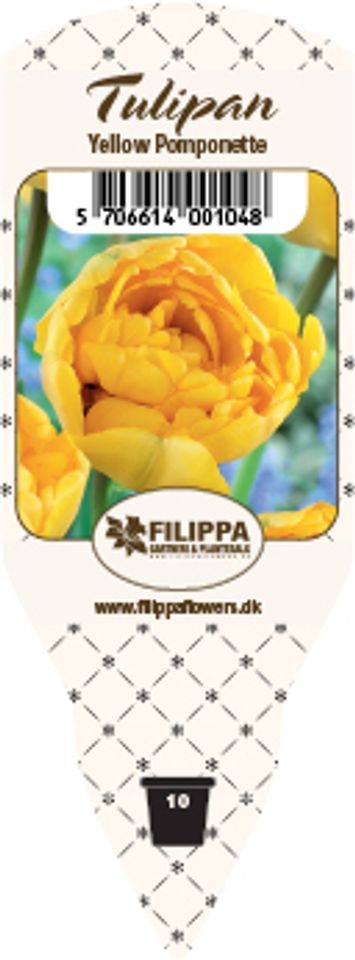 Tulipa 'Yellow Pomponette'