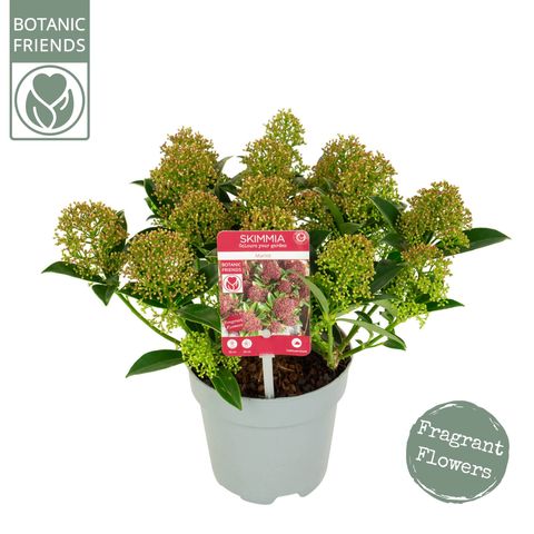 Skimmia japonica 'Marlot'