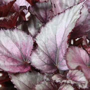 Begonia BELEAF MAORI HAZE