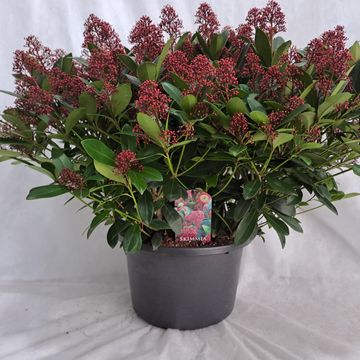 Skimmia japonica 'Rubella'