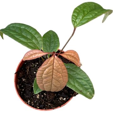 Anthurium arisaemoides