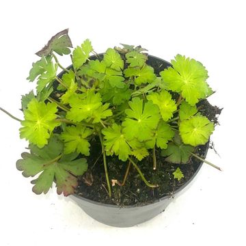 Geranium x cantabrigiense 'Biokovo'