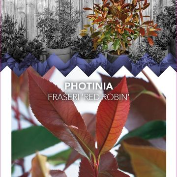 Photinia x fraseri 'Red Robin'