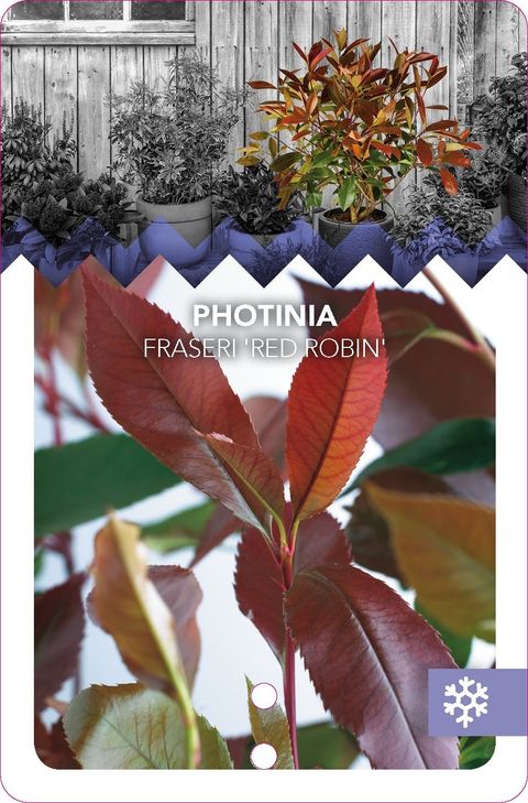 Photinia x fraseri 'Red Robin'