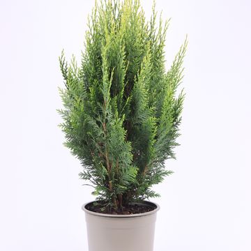 Chamaecyparis lawsoniana 'White Spot'