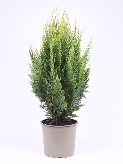 Chamaecyparis lawsoniana 'White Spot'