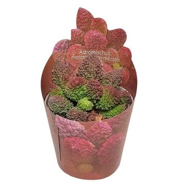 Adromischus marianae herrei 'Red Coral' Adromischus marianae herrei 'Red Coral'